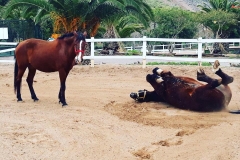 caballos
