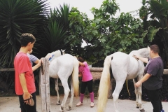caballos